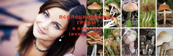 стафф Арсеньев